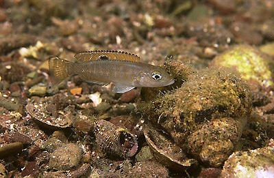 Lepidiolamprologus sp. 'meeli-boulengeri' Mbita Island